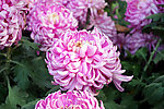 菊花展