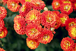 菊花展
