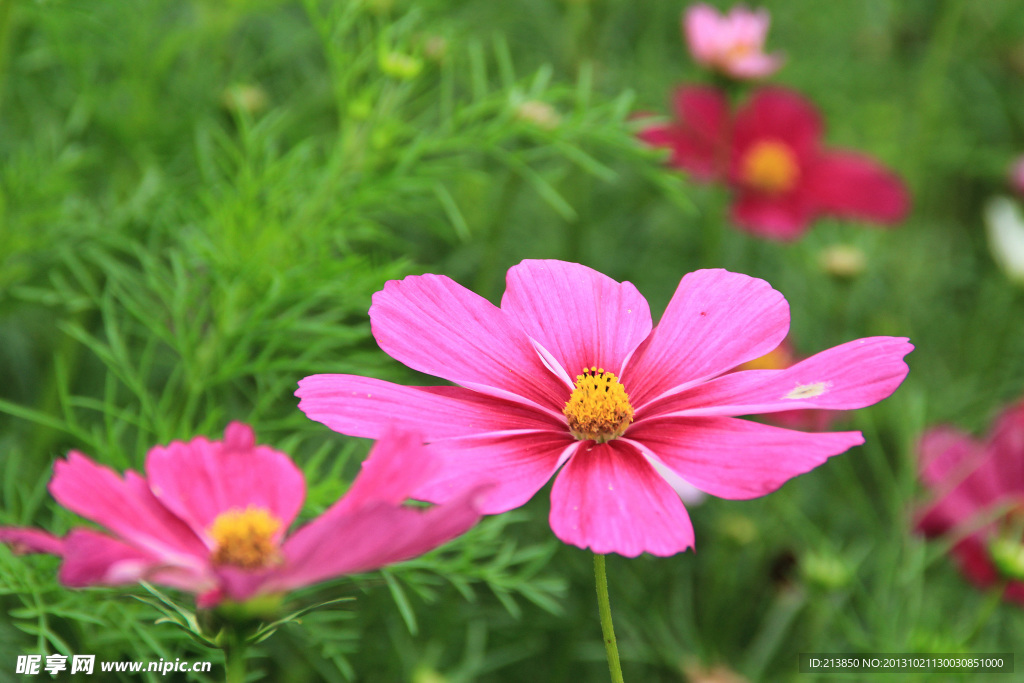 格桑花