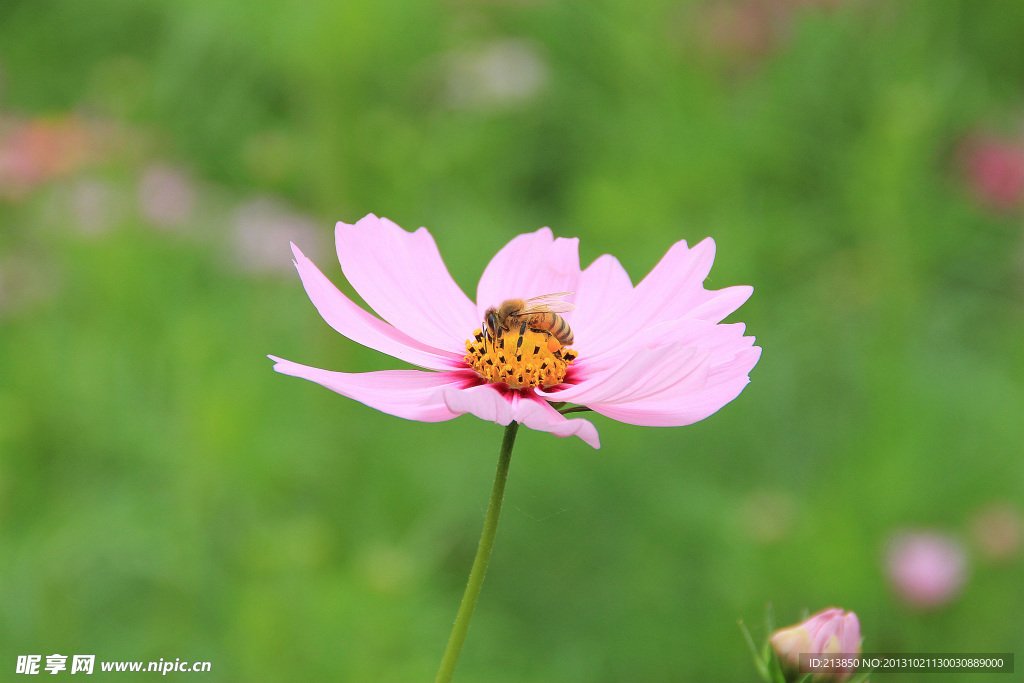 格桑花