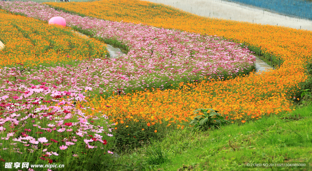 花海