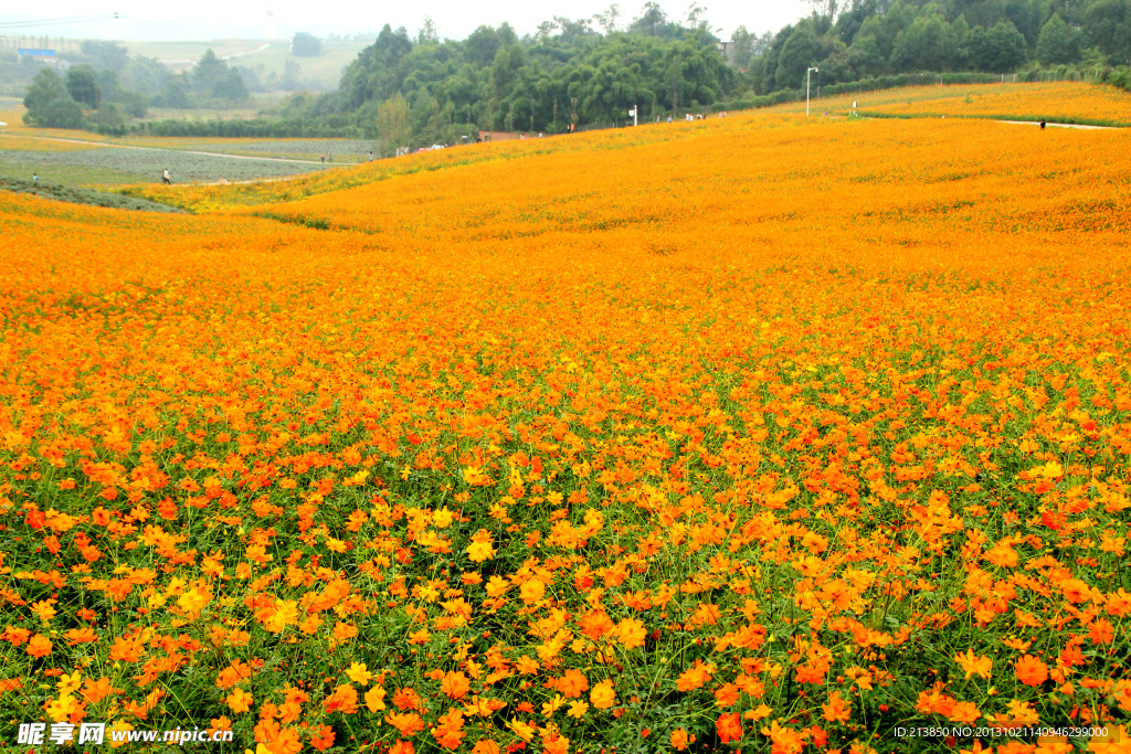 格桑花