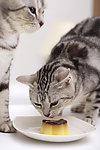 吃蛋糕的猫咪 宠物猫
