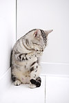 猫咪 宠物猫