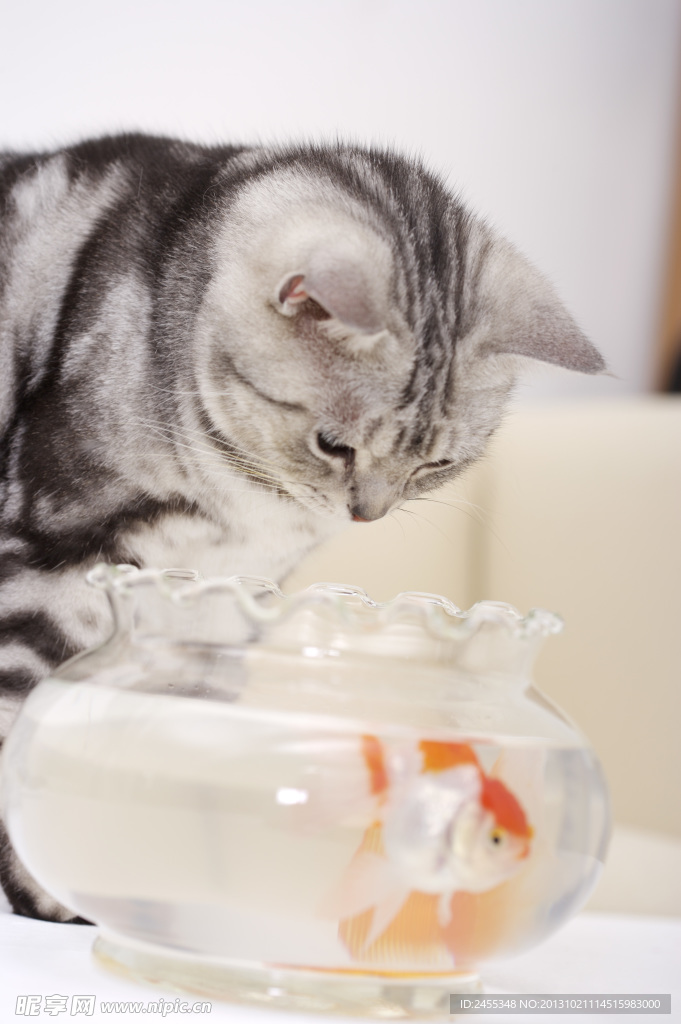 宠物猫 猫咪 鱼缸