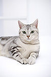 宠物猫 猫咪