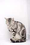 猫咪 宠物猫