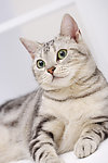 猫咪 宠物猫