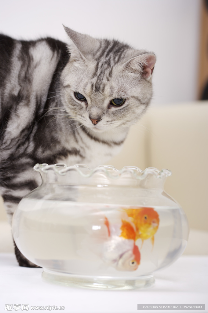小猫 金鱼 鱼缸