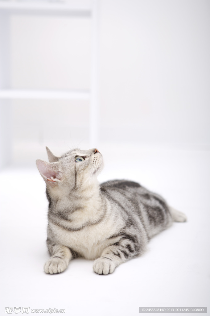小狗 宠物猫