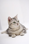 小狗 宠物猫