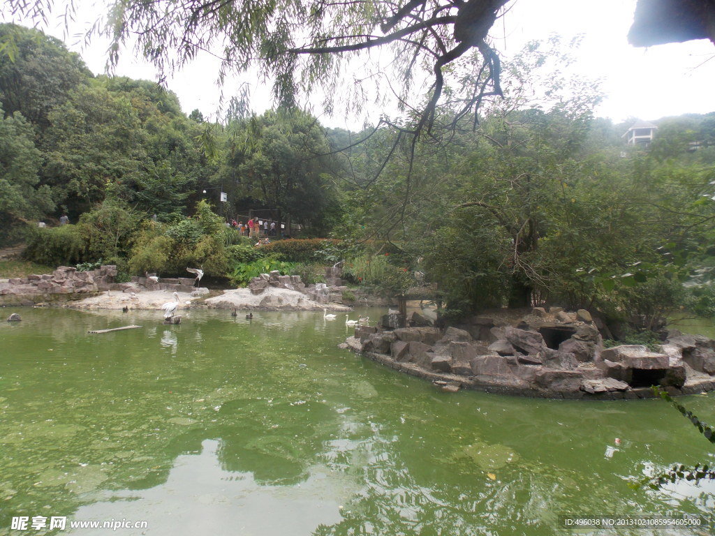 白鹤