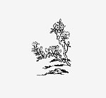 玉树临风 玉兰花