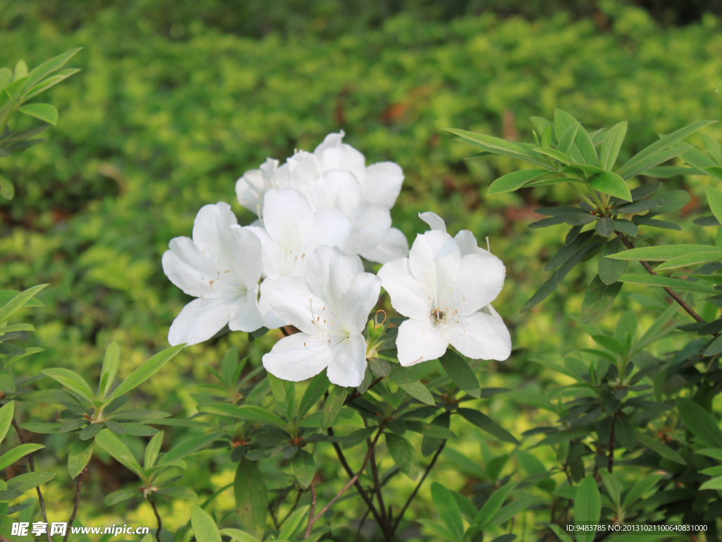 杜鹃花