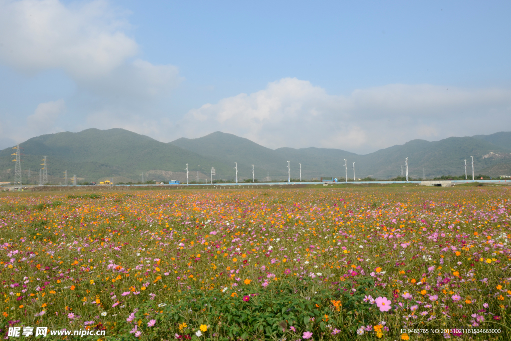 格桑花