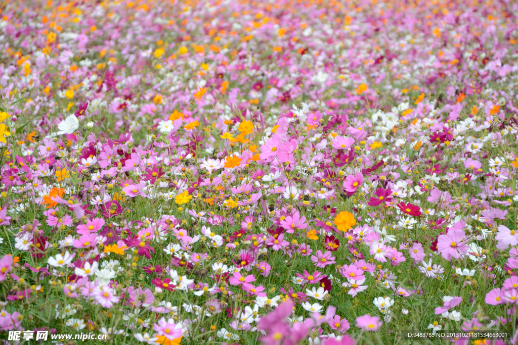 格桑花