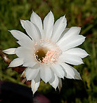 仙人球花