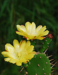 仙人掌花
