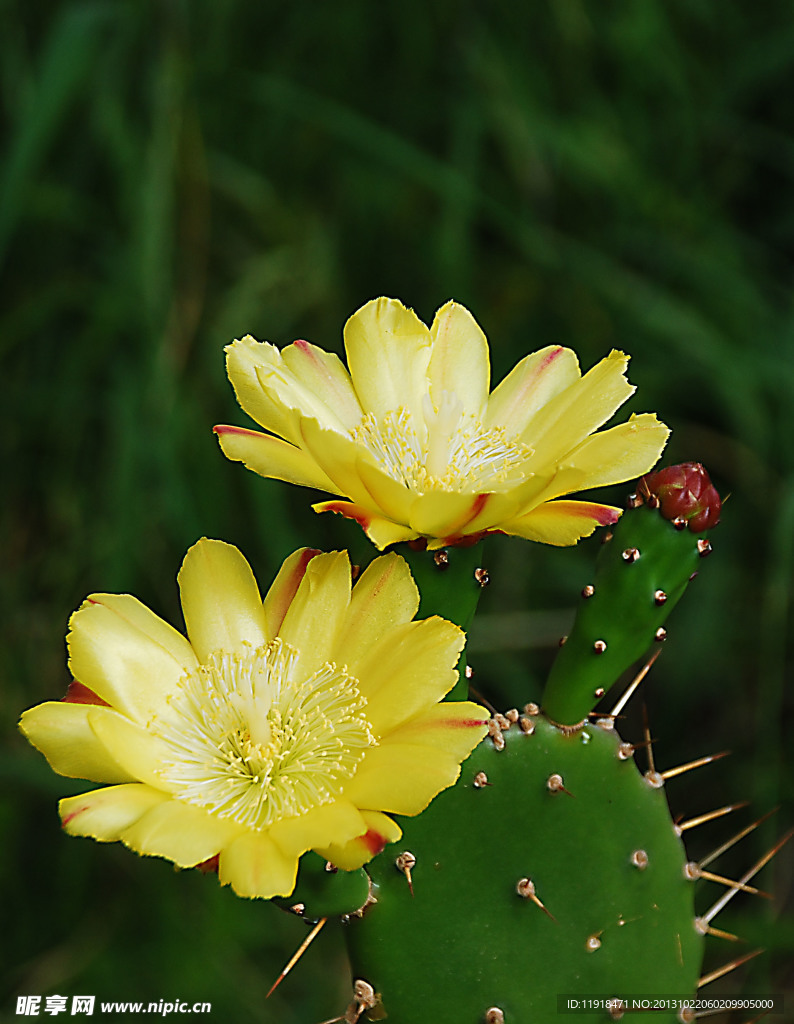仙人掌花