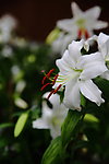 百合花