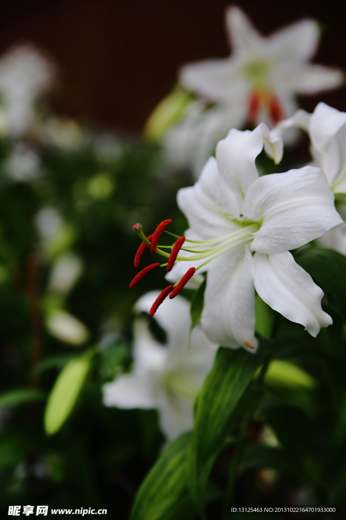 百合花