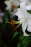 百合花
