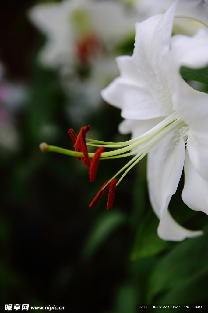 百合花