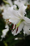 百合花