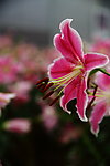 百合花