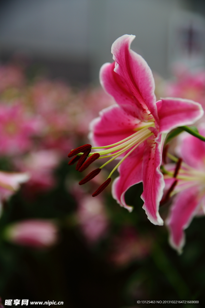 百合花