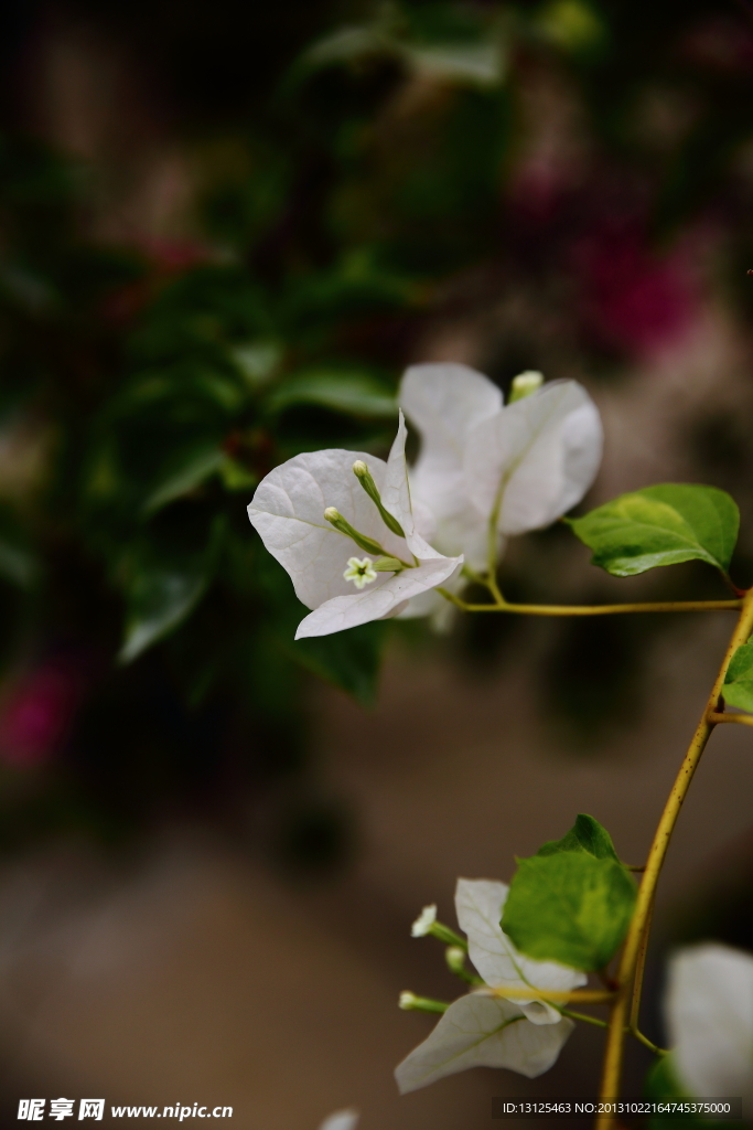 植物图片