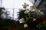 植物图片