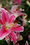百合花
