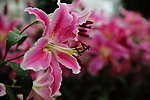 百合花