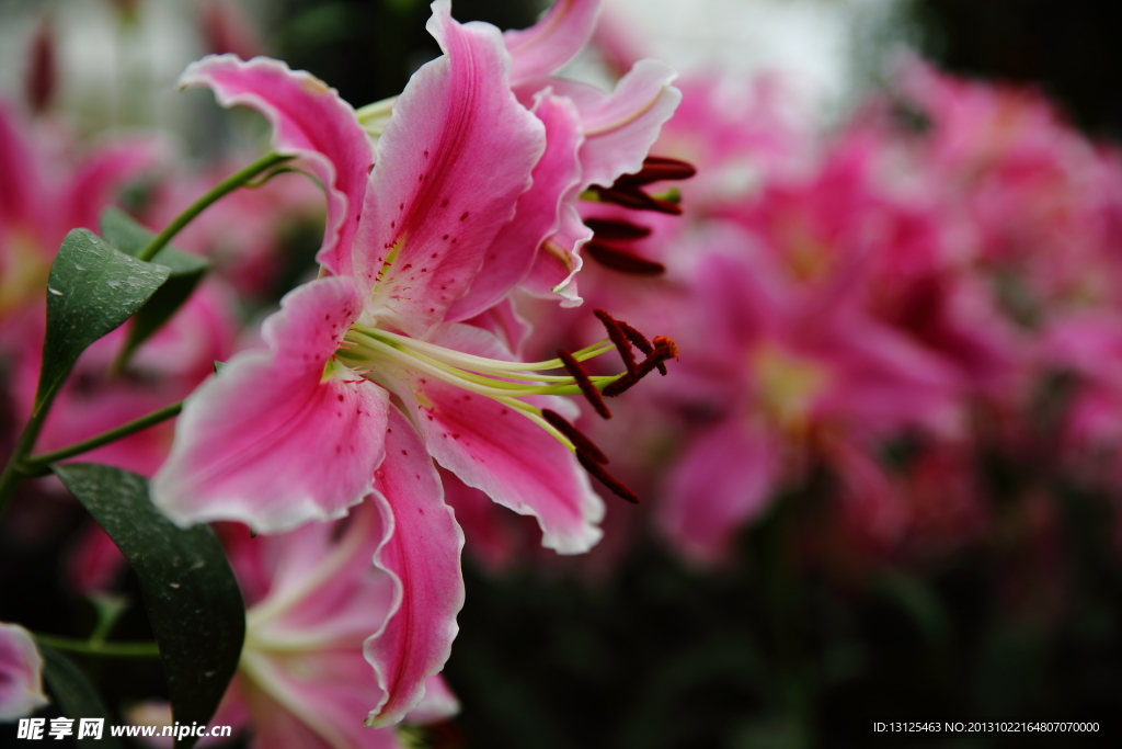 百合花