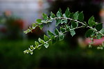 植物图片