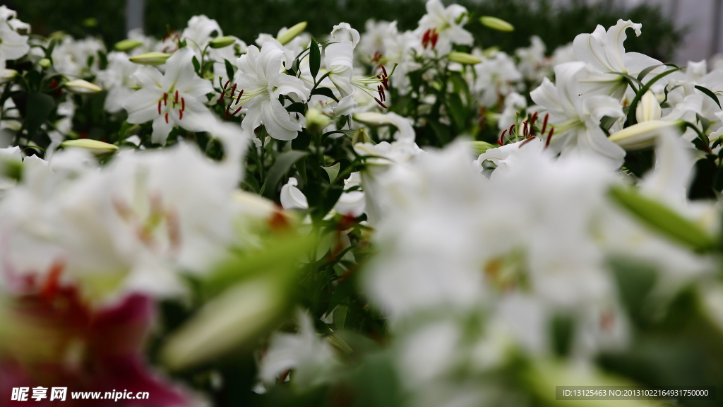 百合花