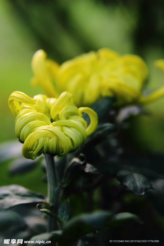 菊花