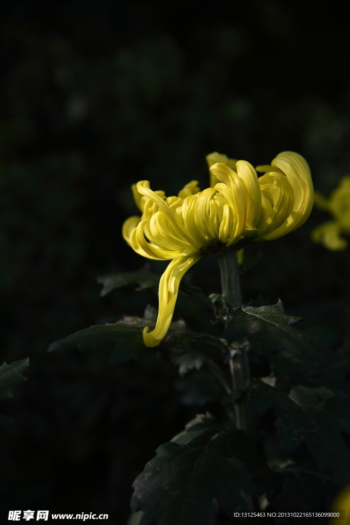 菊花