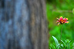 小花