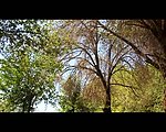 园林背景视频素材