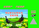 山鸡包装