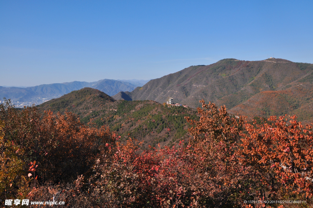 香山红叶