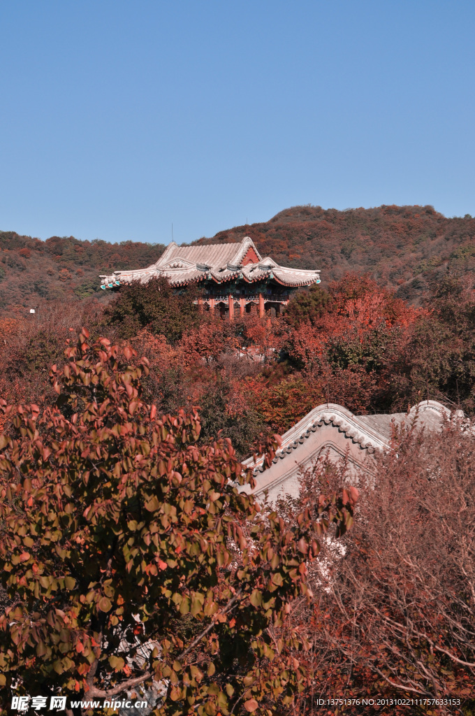 香山红叶