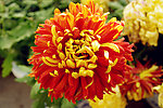 菊花展
