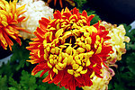 菊花展