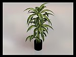 植物
