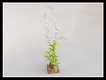 植物