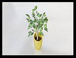 植物