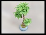 植物